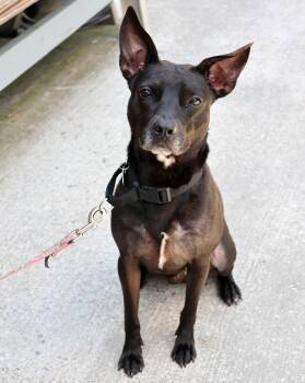 Luigi -  Labrador Retriever and Shepherd Dog for Adoption in Harrison, New York - Luigi | PetCurious