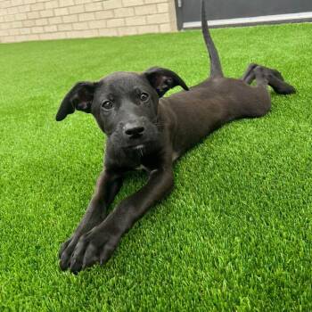Buzz -  Terrier and Mixed Breed Dog for Adoption in Campton Hills, Illinois - Buzz | PetCurious