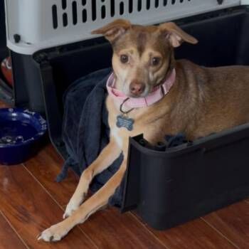 Odessa -  Whippet and Chihuahua Dog for Adoption in Kansas City, Kansas - Odessa | PetCurious