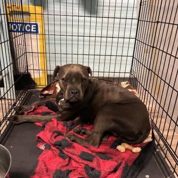 Zeffie -  Terrier Dog for Adoption in St. Louis, Missouri - Zeffie | PetCurious