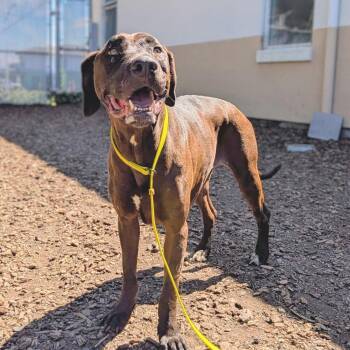 Mixed Breed Dogs Available for Adoption in Oakland, California - Lila | PetCurious