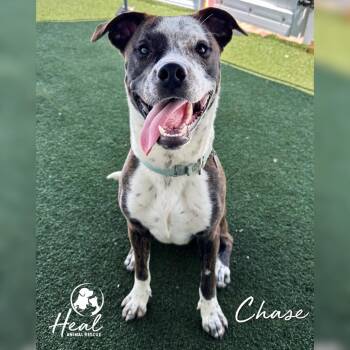 Chase -  Australian Cattle Dog Blue Heeler and Pit Bull Terrier Dog for Adoption in Youngwood, Pennsylvania - Chase | PetCurious