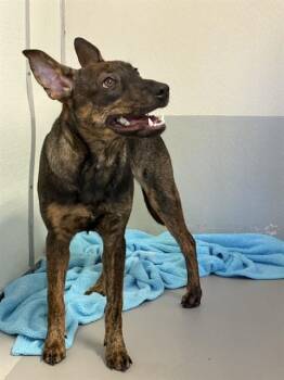 JUNO -  Dutch Shepherd and Mixed Breed Dog for Adoption in Sugar Land, Texas - JUNO | PetCurious