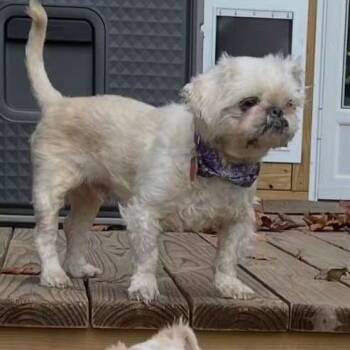 Davy Jones -  Shih Tzu Dog for Adoption in Helena, Alabama - Davy Jones | PetCurious