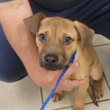 Rescue Mixed Breed Dogs for Adoption in Columbus, Georgia - 11/21/2025-Stray-TomahawkDrive | PetCurious