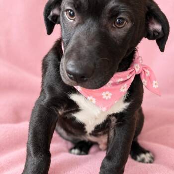 Lucky -  Terrier Dog for Adoption - Lucky | PetCurious