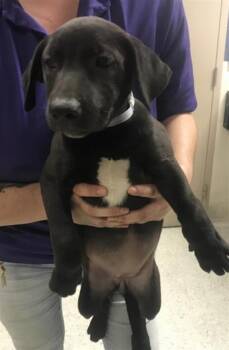 DAZZLE -  Rhodesian Ridgeback and Mixed Breed Dog for Adoption in Conroe, Texas - DAZZLE | PetCurious
