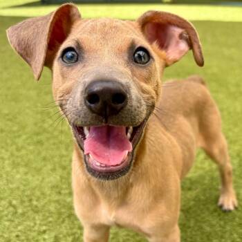 Mixed Breed Dogs Available for Adoption - Moose | PetCurious