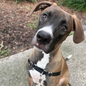 Moose (fka Partridge) -  Hound Dog for Adoption in Pinellas Park, Florida - Moose (fka Partridge) | PetCurious