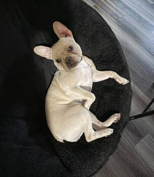 French Bulldog and Boston Terrier Dogs Available for Adoption in Madison, Wisconsin - Roxy | PetCurious