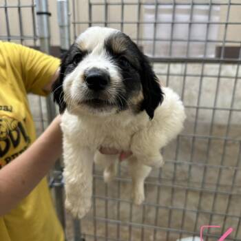 Florence -  Mixed Breed Dog for Adoption in Madison, Wisconsin - Florence | PetCurious