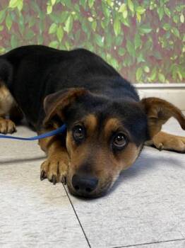 Terrier and Mixed Breed Dogs Available for Adoption - Abel | PetCurious