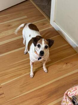 Prissy -  Jack Russell Terrier Dog for Adoption in Snyder, Texas - Prissy | PetCurious