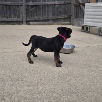 Ginny -  Mixed Breed Dog for Adoption in Woodstock, Illinois - Ginny | PetCurious