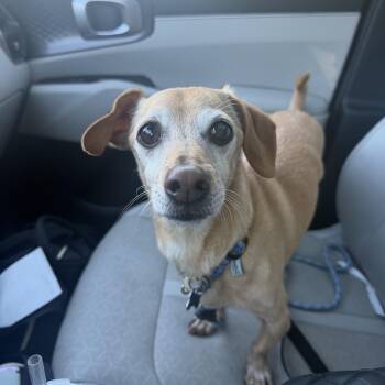 Slinky fka Eli -  Dachshund and Chiweenie Dog for Adoption in Mahwah, New Jersey - Slinky Fka Eli | PetCurious