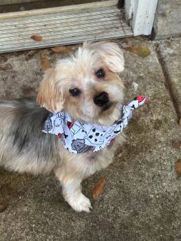 Sam Elliott -  Yorkshire Terrier Dog for Adoption in Crystal Lake, Illinois - Sam Elliott | PetCurious