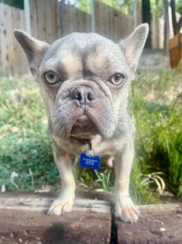 Sophia -  French Bulldog Dog for Adoption in Los Angeles, California - Sophia | PetCurious