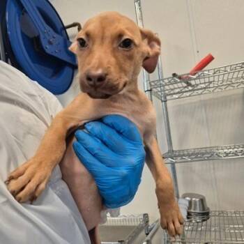 Jocelyn -  Vizsla and German Pinscher Dog for Adoption in Morton Grove, Illinois - Jocelyn | PetCurious