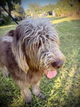 Cinnamon -  Standard Poodle and Golden Retriever Dog for Adoption in Sanford, Florida - Cinnamon | PetCurious