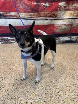 Fox Terrier and Mixed Breed Dogs Available for Adoption in Doral, Florida - ROSI | PetCurious