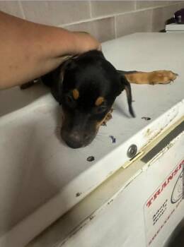 Cleo -  Doberman Pinscher Dog for Adoption in Estes Park, Colorado - Cleo | PetCurious
