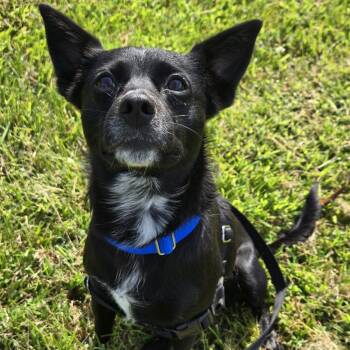 Rescue Mixed Breed Dogs for Adoption in Hendersonville, North Carolina - Bella | PetCurious