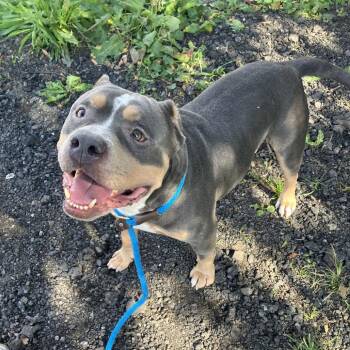 Eclipse -  Mixed Breed Dog for Adoption in Jersey City, New Jersey - Eclipse | PetCurious