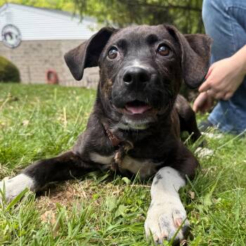 Coco -  Mountain Cur Dog Available for Adoption in Latrobe, Pennsylvania - Coco | PetCurious