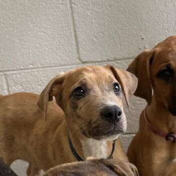 Dallas -  Mixed Breed Dog for Adoption in Marble, North Carolina - Dallas | PetCurious