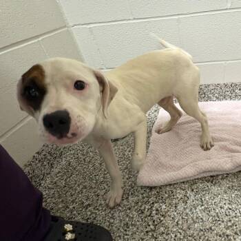 Bumper Car -  Pit Bull Terrier and Mixed Breed Dog for Adoption in Morganton, North Carolina - Bumper Car | PetCurious