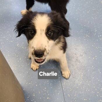 Charlie -  Border Collie Dog for Adoption in Watertown, New York - Charlie | PetCurious