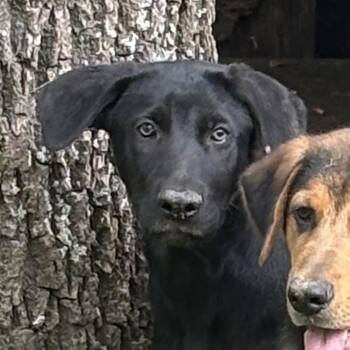 Gerber -  Shepherd Dog for Adoption in Springboro, Ohio - Gerber | PetCurious