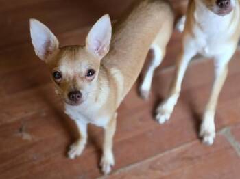 MARIO -  Chihuahua and Mixed Breed Dog for Adoption in Aliquippa, Pennsylvania - MARIO | PetCurious