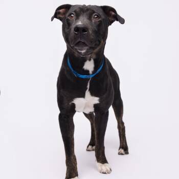 Rescue Terrier Dogs for Adoption in Tampa, Florida - Ace | PetCurious