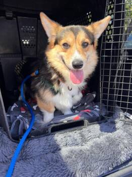Kevin - Corgi -  Pembroke Welsh Corgi Dog for Adoption in Sammamish, Washington - Kevin - Corgi | PetCurious