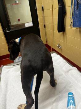 Mixed Breed Dogs Available for Adoption in Douglasville, Georgia - Leonidas | PetCurious
