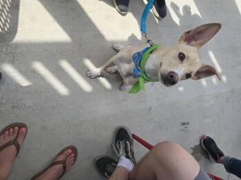 Rescue Shepherd Dogs for Adoption in Rosenberg, Texas - Kosler Lane | PetCurious