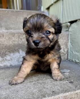  -  French Bulldog and Miniature Poodle Dog for Adoption in Los Angeles, California | PetCurious