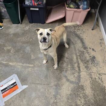 Mixed Breed Dogs Available for Adoption in Saint Marys, Pennsylvania - Apollo | PetCurious
