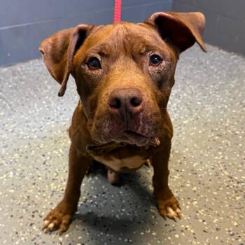 TUSC-Stray-85137_2 -  Hound and Pit Bull Terrier Dog for Adoption in Tuscaloosa, Alabama - TUSC-Stray-85137_2 | PetCurious
