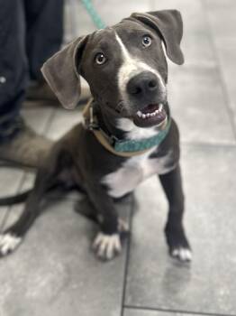 Blue -  Terrier Dog for Adoption in San Antonio, Texas - Blue | PetCurious