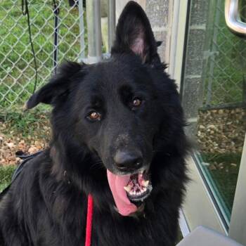 Maverick -  German Shepherd Dog Dog for Adoption in Chattanooga, Tennessee - Maverick | PetCurious