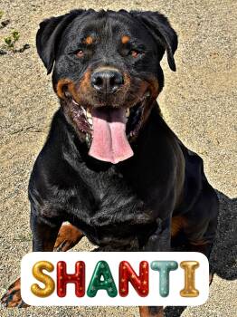 Rottweiler Dogs Available for Adoption in Perris, California - Shanti | PetCurious
