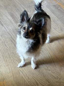 Roxy -  Chihuahua and Papillon Dog for Adoption in Lafayette, Colorado - Roxy | PetCurious
