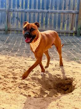 Milo -  Cane Corso Dog for Adoption in Muskegon, Michigan - Milo | PetCurious
