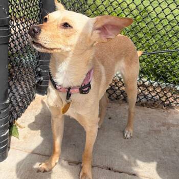 Chihuahua Dogs Available for Adoption in Norman, Oklahoma - Melody | PetCurious