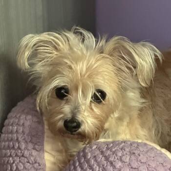 Mae West (Bev-Fostered in New England) -  Yorkshire Terrier and Cairn Terrier Dog for Adoption in Brighton, Tennessee - Mae West (Bev-Fostered In New England) | PetCurious