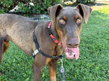 BLUE -  Doberman Pinscher Dog for Adoption in Santa Rosa, California - BLUE | PetCurious