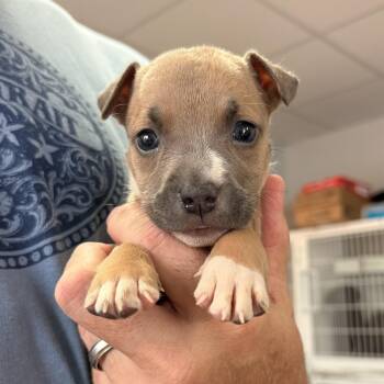 Florence -  Pit Bull Terrier Dog for Adoption in Columbia, South Carolina - Florence | PetCurious