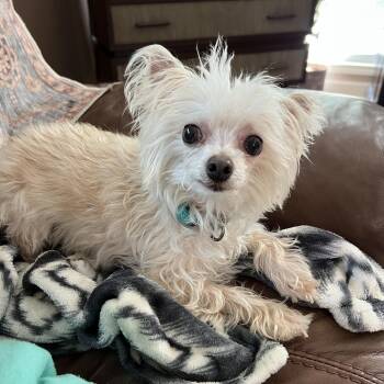 Yorkshire Terrier and Maltese Dogs Available for Adoption in High Point, North Carolina - Shimmer | PetCurious